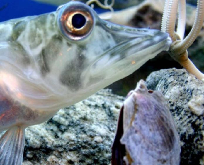 Reportaje | Equipo de investigación chileno descifra cómo los peces antárticos logran que sus proteínas sigan funcionando a temperaturas extremas