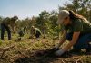 Voluntariado impulsará reforestación tras incendios en la Región Metropolitana