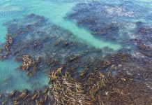Reportaje | Sur de Chile concentra mayor concentración: estudio revela cómo funcionan los bosques de huiro a escala oceánica estudio revela cómo funcionan los bosques de huiro a escala oceánica