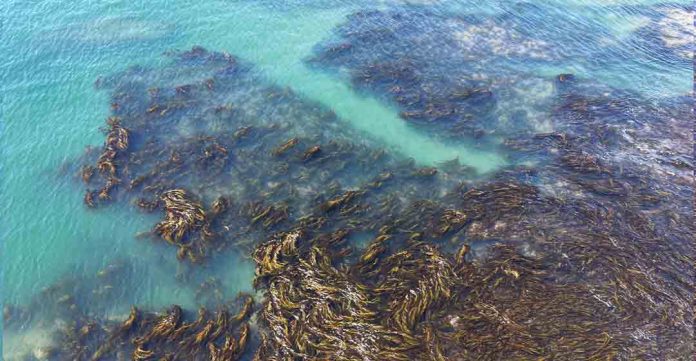 estudio revela cómo funcionan los bosques de huiro a escala oceánica estudio revela cómo funcionan los bosques de huiro a escala oceánica