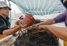 AquaPacífico avanza en el codiseño de soluciones tecnológicas para fortalecer la Acuicultura de Pequeña Escala en Tongoy AquaPacífico avanza en el codiseño de soluciones tecnológicas para fortalecer la Acuicultura de Pequeña Escala en Tongoy