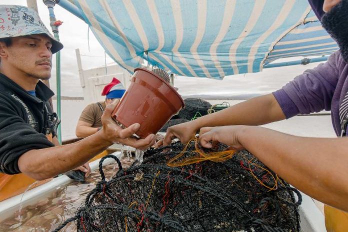 AquaPacífico avanza en el codiseño de soluciones tecnológicas para fortalecer la Acuicultura de Pequeña Escala en Tongoy