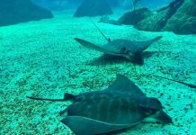 Reportaje | Enigmática mandíbula revela el primer registro moderno de una raya toro en el Caribe Enigmática mandíbula revela el primer registro moderno de una raya toro en el Caribe