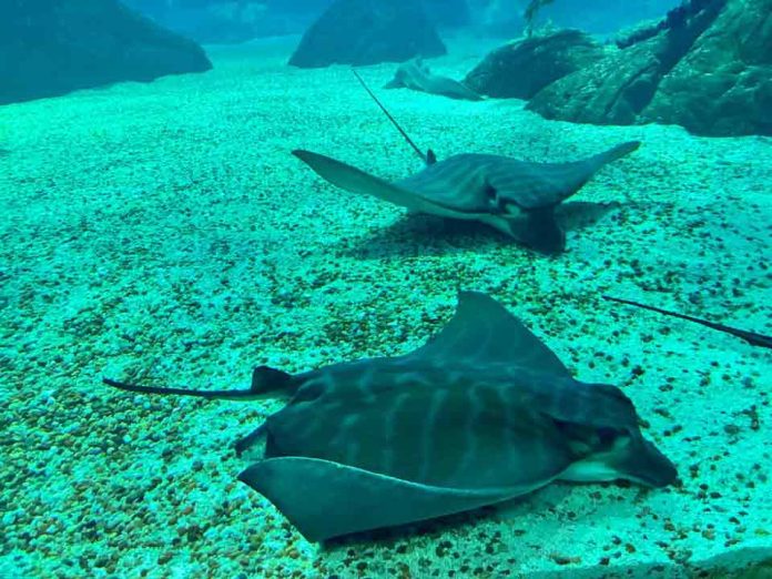 Enigmática mandíbula revela el primer registro moderno de una raya toro en el Caribe Enigmática mandíbula revela el primer registro moderno de una raya toro en el Caribe