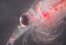 Reportaje | Hallazgo genético en krill abre nuevas perspectivas para la conservación de ecosistemas marinos Reportaje | Hallazgo genético en krill abre nuevas perspectivas para la conservación de ecosistemas marinos