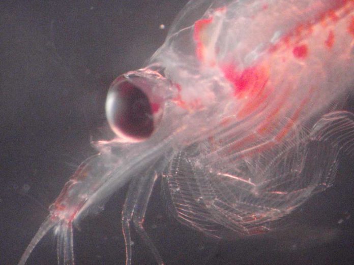 Reportaje | Hallazgo genético en krill abre nuevas perspectivas para la conservación de ecosistemas marinos Reportaje | Hallazgo genético en krill abre nuevas perspectivas para la conservación de ecosistemas marinos