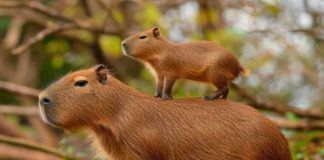La amenaza invisible en los bioparques: animales alimentados a diario que igual podrían sufrir desnutrición