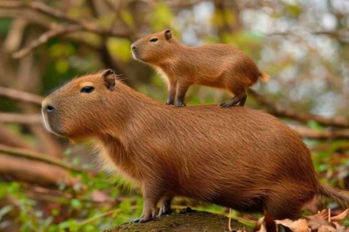 La amenaza invisible en los bioparques: animales alimentados a diario que igual podrían sufrir desnutrición