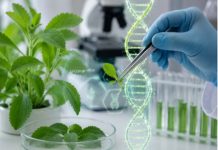 Revelan la clave genética detrás del dulzor natural de la stevia Revelan la clave genética detrás del dulzor natural de la stevia
