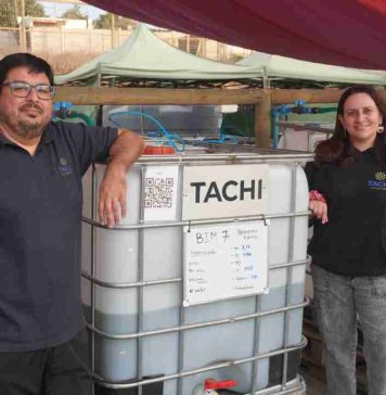 Tachi: La startup que transforma microalgas de agua dulce en la solución contra la crisis hídrica y climática en el agro