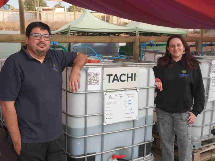 Tachi La startup que transforma microalgas de agua dulce en la solución contra la crisis hídrica y climática en el agro Tachi: La startup que transforma microalgas de agua dulce en la solución contra la crisis hídrica y climática en el agro