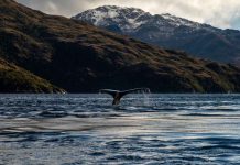Cada año, cuando comienza el invierno austral, un silencioso desfile de gigantes recorre las costas chilenas. Son ballenas que han iniciado una de las migraciones