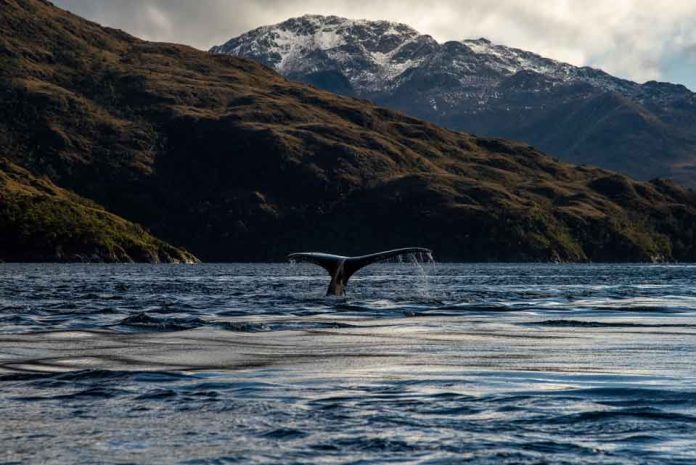 Cada año, cuando comienza el invierno austral, un silencioso desfile de gigantes recorre las costas chilenas. Son ballenas que han iniciado una de las migraciones Cada año, cuando comienza el invierno austral, un silencioso desfile de gigantes recorre las costas chilenas. Son ballenas que han iniciado una de las migraciones