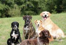 Día Mundial del Perro: cinco cuidados esenciales para proteger su salud y bienestar Día Mundial del Perro cinco cuidados esenciales para proteger su salud y bienestar