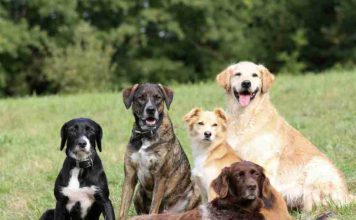Día Mundial del Perro: cinco cuidados esenciales para proteger su salud y bienestar Día Mundial del Perro cinco cuidados esenciales para proteger su salud y bienestar