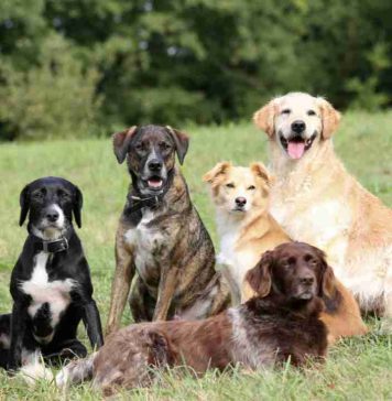 Día Mundial del Perro: cinco cuidados esenciales para proteger su salud y bienestar Día Mundial del Perro cinco cuidados esenciales para proteger su salud y bienestar