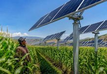 El maíz crece bajo paneles que cambian de posición Campo de maíz bajo paneles solares móviles. El maíz crece bajo paneles que cambian de posición