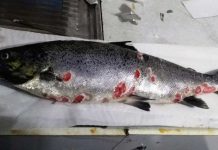 Estudio identifica los principales factores de riesgo de la Tenacibaculosis en salmones