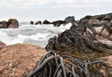 Estudio revela cómo los ecosistemas, las comunidades y los mercados globales definen el futuro de las algas en Chile