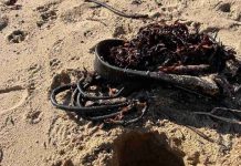 Proyecto Fondecyt UCSC investiga el impacto de un parásito en las pulgas de mar y su rol en la salud de los ecosistemas costeros Proyecto Fondecyt UCSC investiga el impacto de un parásito en las pulgas de mar y su rol en la salud de los ecosistemas costeros