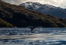 Ballenas: los espíritus antiguos que aún enseñan a habitar el mar Ballenas: los espíritus antiguos que aún enseñan a habitar el mar
