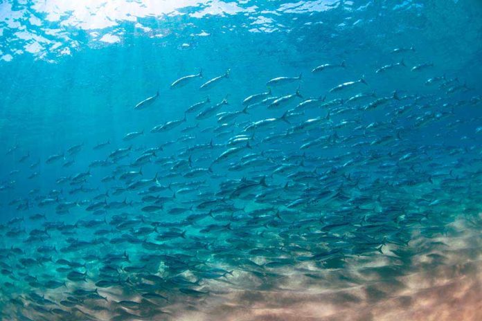 Científicos chilenos avanzan en la creación de una vacuna contra una de las principales causas de muerte del salmón