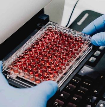 Científicos crean un “ñache biotecnológico” a partir de la sangre de cerdo y obtienen tres ingredientes
