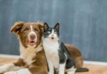 Diferencias de más de 600% en consultas veterinarias Diferencias de más de 600% en consultas veterinarias