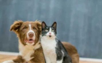 Diferencias de más de 600% en consultas veterinarias Diferencias de más de 600% en consultas veterinarias