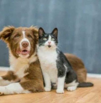 Diferencias de más de 600% en consultas veterinarias Diferencias de más de 600% en consultas veterinarias
