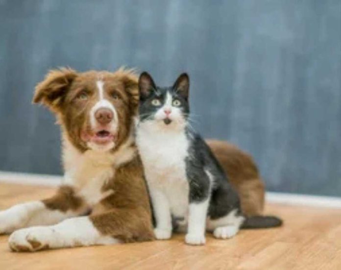 Diferencias de más de 600% en consultas veterinarias Diferencias de más de 600% en consultas veterinarias