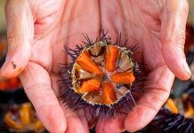 Exportaciones de erizos del sur de Chile se abren paso en los exigentes mercados asiáticos
