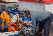 Informe de la Subsecretaría de Pesca revela que la captura de jurel cayó 47% durante el primer semestre Informe de la Subsecretaría de Pesca revela que la captura de jurel cayó 47% durante el primer semestre