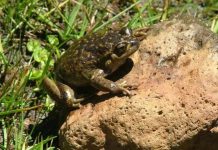 Reportaje | Ranita del Pehuenche: una especie única que podría guardar respuestas para el futuro Ranita del Pehuenche