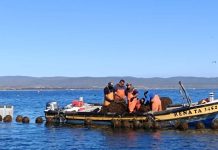 Atención pesca artesanal de Ñuble: Amplían plazo para postular a fondo de reactivación económica Atención pesca artesanal de Ñuble Amplían plazo para postular a fondo de reactivación económica