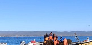 Atención pesca artesanal de Ñuble Amplían plazo para postular a fondo de reactivación económica