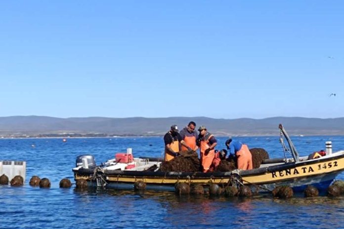 Atención pesca artesanal de Ñuble Amplían plazo para postular a fondo de reactivación económica