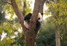 Atlanta recibirá pandas: ¿por qué Chile no sería un buen hogar? Atlanta recibirá pandas: ¿por qué Chile no sería un buen hogar?