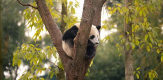Atlanta recibirá pandas: ¿por qué Chile no sería un buen hogar?