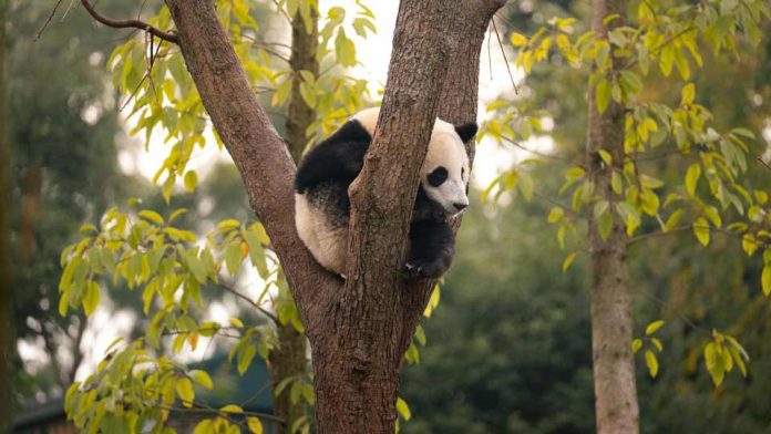 Atlanta recibirá pandas: ¿por qué Chile no sería un buen hogar? Atlanta recibirá pandas: ¿por qué Chile no sería un buen hogar?