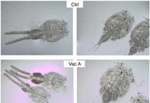 Reportaje | Científicos de INCAR² desarrollan innovadora vacuna molecular contra el piojo de mar Científicos de INCAR²