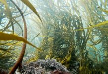 Huiros gigantes de distintas regiones de Chile revelan estrategias diferentes para enfrentar la temperatura Huiros gigantes de distintas regiones de Chile revelan estrategias diferentes para enfrentar la temperatura (2)