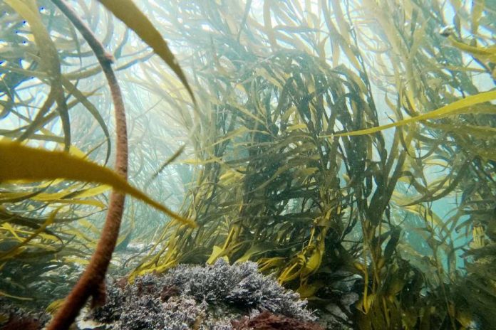 Huiros gigantes de distintas regiones de Chile revelan estrategias diferentes para enfrentar la temperatura (2)