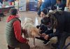 MSD Salud Animal, Aquachile y Universidad San Sebastián realizaron operativo veterinario conjunto en Calbuco MSD Salud animal, aquachile y universidad San Sebastián realizaron operativo veterinario conjunto en Calbuco