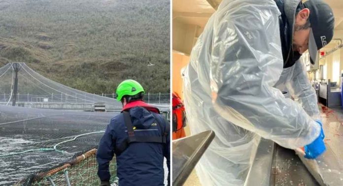 Peces de centro de cultivo de Aysén fueron trasladados a planta en Quellón tras detección de virus ISA