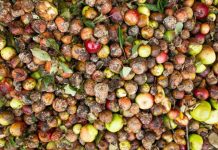 Pese a una mayor preocupación por el problema, Chile lidera el desperdicio semanal de alimentos en la región Pese a una mayor preocupación por el problema, Chile lidera el desperdicio semanal de alimentos en la región