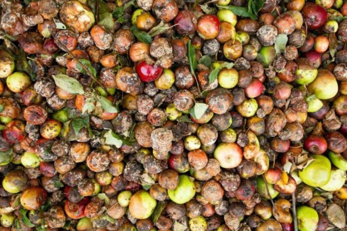 Pese a una mayor preocupación por el problema, Chile lidera el desperdicio semanal de alimentos en la región Pese a una mayor preocupación por el problema, Chile lidera el desperdicio semanal de alimentos en la región