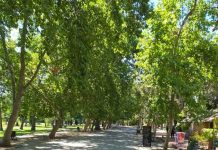 Plátano oriental, alergias y cambio climático: ¿Qué tan bueno es este árbol para Santiago?