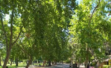 Plátano oriental, alergias y cambio climático: ¿Qué tan bueno es este árbol para Santiago?