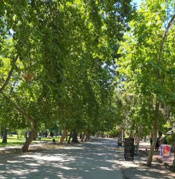 Plátano oriental, alergias y cambio climático: ¿Qué tan bueno es este árbol para Santiago? Plátano oriental, alergias y cambio climático: ¿Qué tan bueno es este árbol para Santiago?